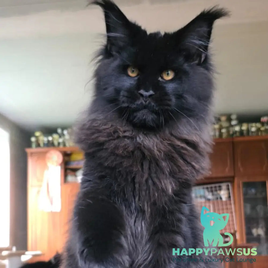Eddi Maine Coon male black - live animals