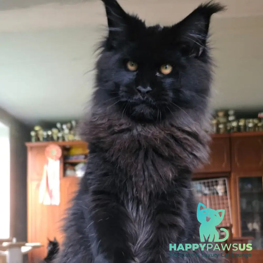 Eddi Maine Coon male black - live animals