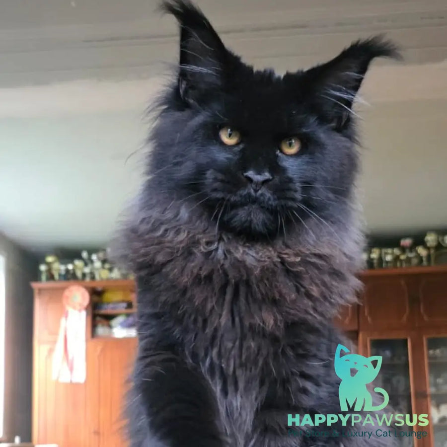 Eddi Maine Coon male black - live animals