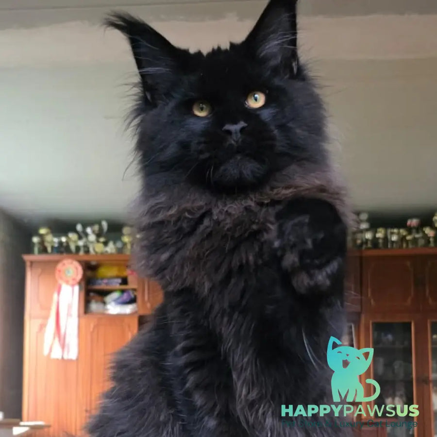 Eddi Maine Coon male black - live animals