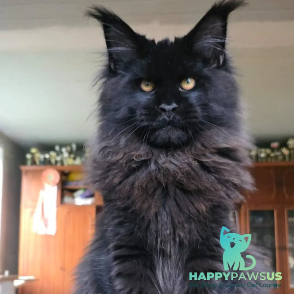 Eddi Maine Coon male black - live animals