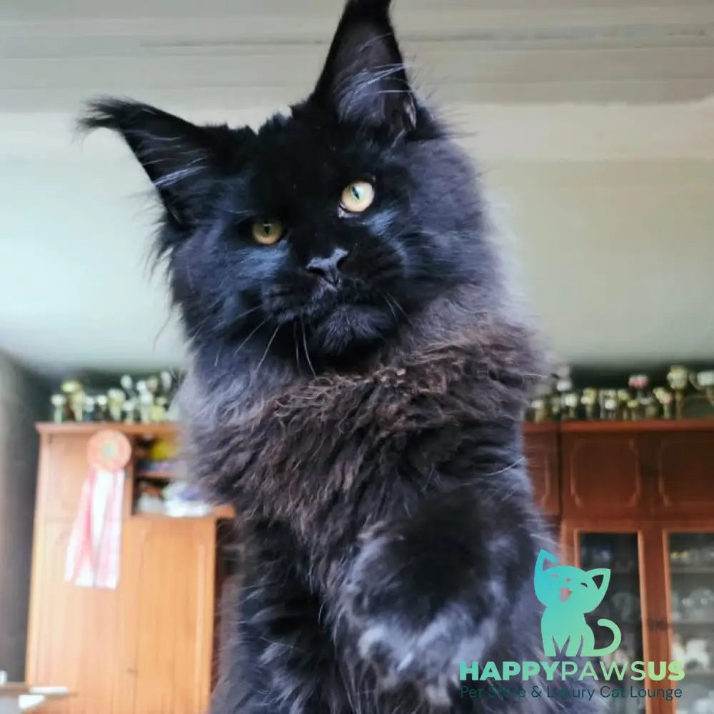 Eddi Maine Coon male black - live animals