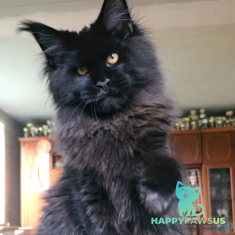 Eddi Maine Coon male black - live animals