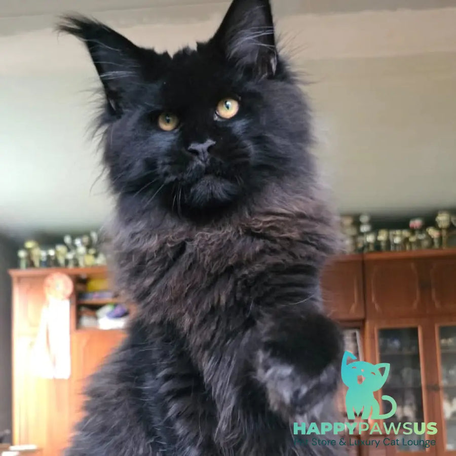 Eddi Maine Coon male black - live animals