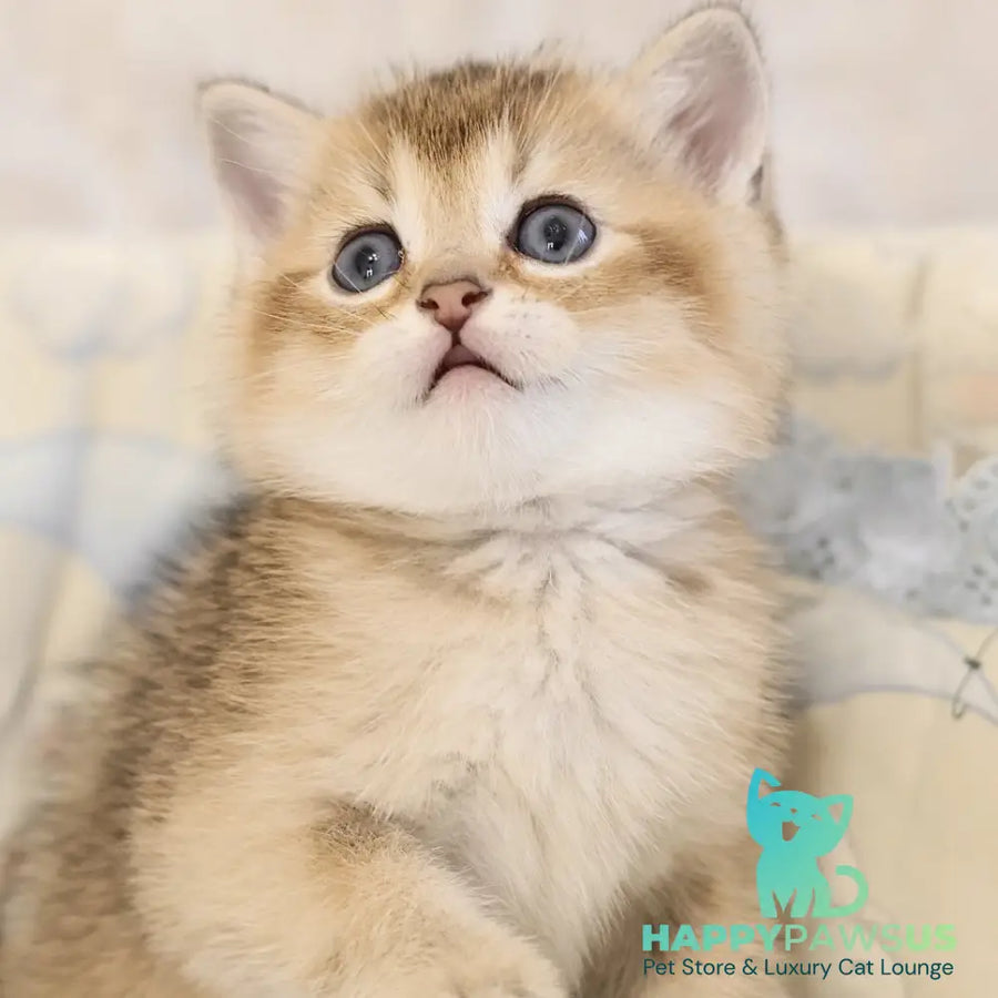 Eddi Scottish Straight male black golden ticked tabby - live animals
