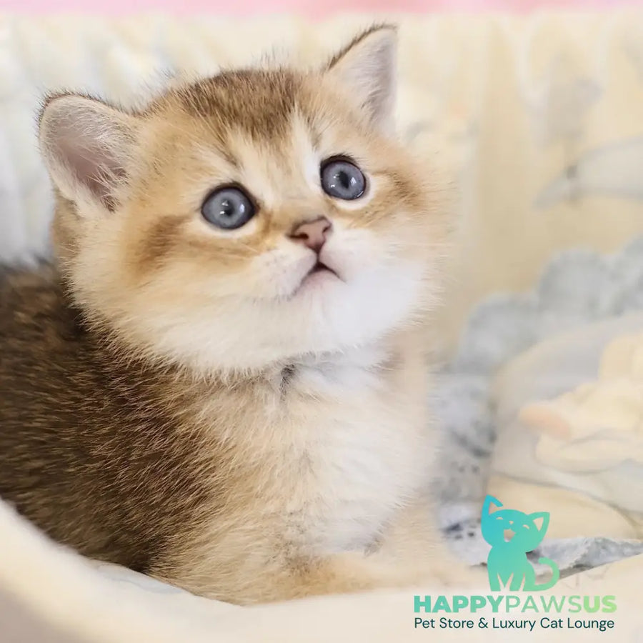 Eddi Scottish Straight male black golden ticked tabby - live animals