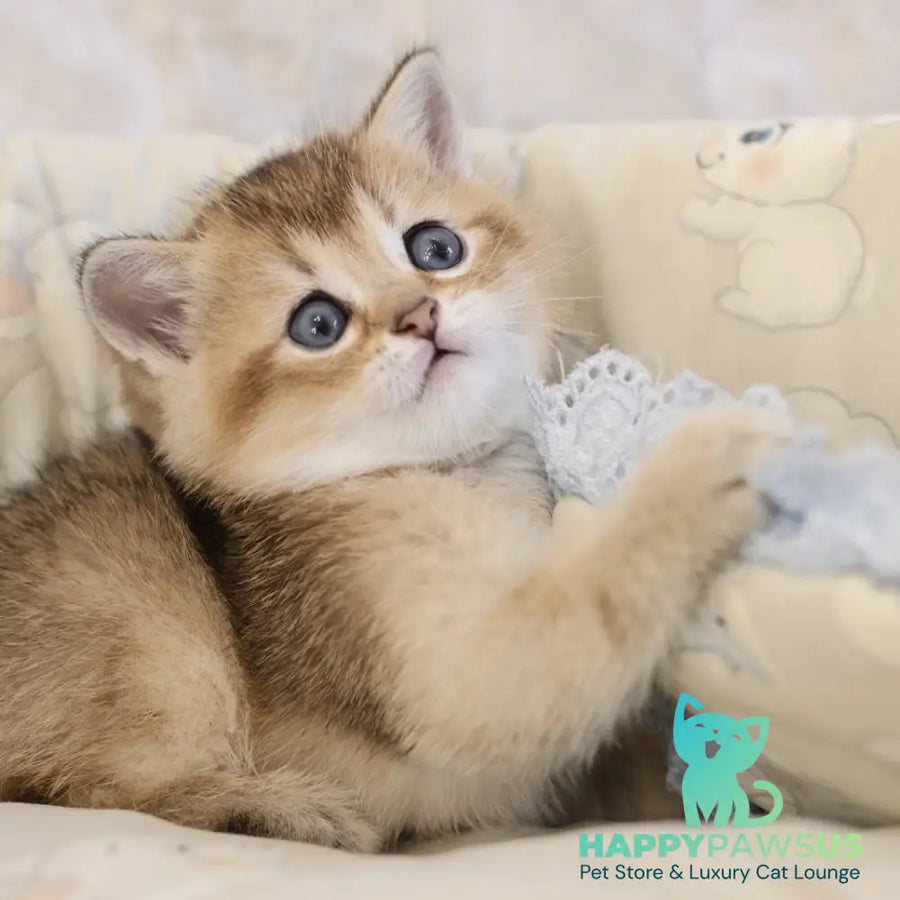Eddi Scottish Straight male black golden ticked tabby - live animals