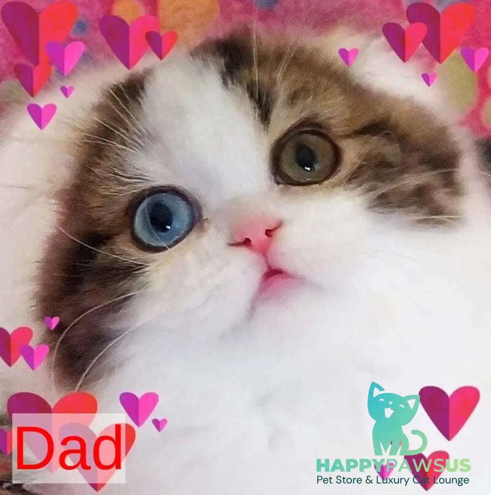Eddi Scottish Straight male black tabby harlequin live animals