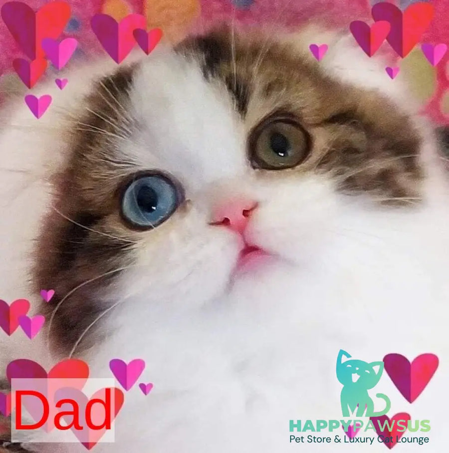 Eddi Scottish Straight male black tabby harlequin live animals