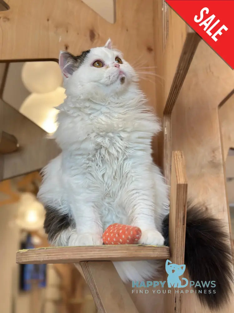 Eddi Scottish Straight male black tabby harlequin - live animals