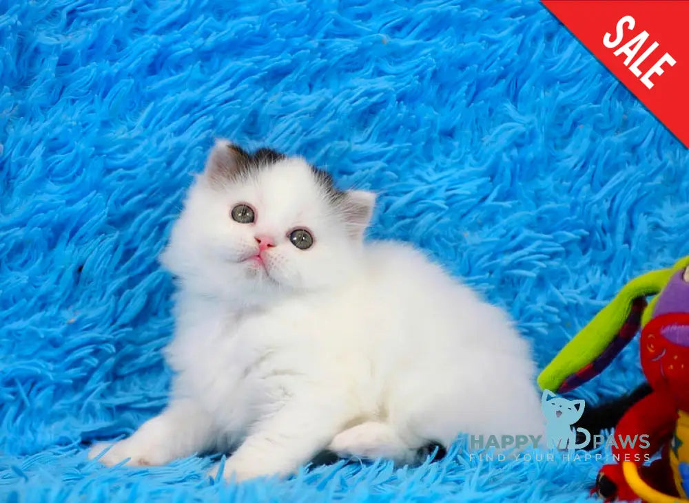 Eddi Scottish Straight male black tabby harlequin live animals