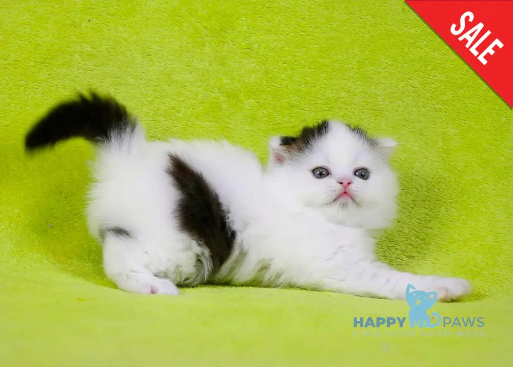 Eddi Scottish Straight male black tabby harlequin live animals