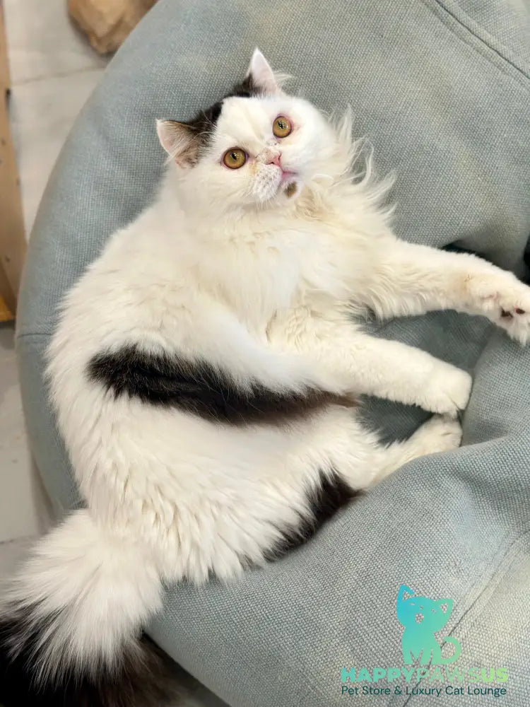 Eddi Scottish Straight male black tabby harlequin - live animals