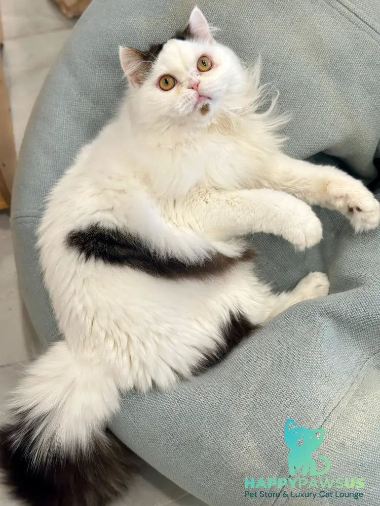 Eddi Scottish Straight male black tabby harlequin - live animals