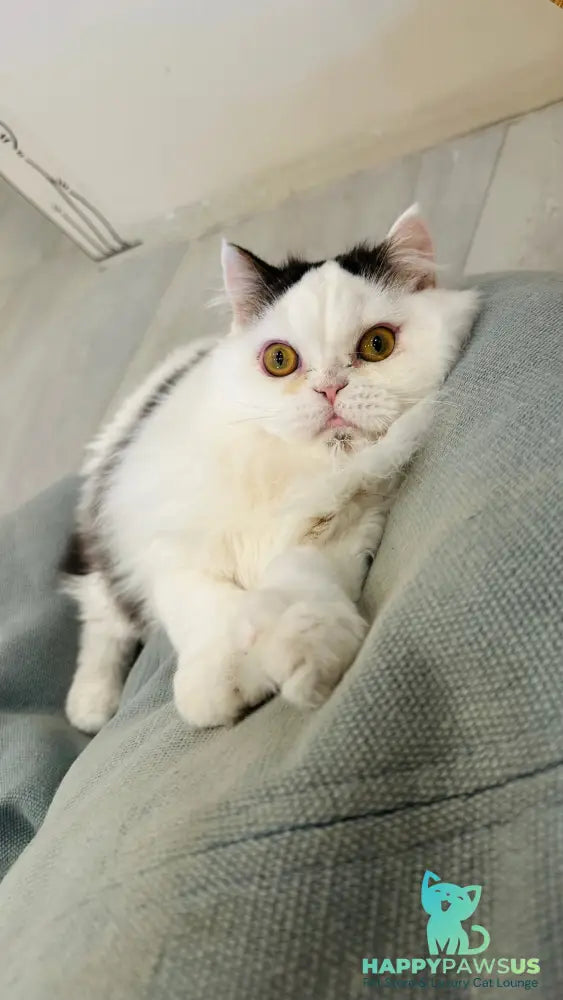 Eddi Scottish Straight male black tabby harlequin - live animals