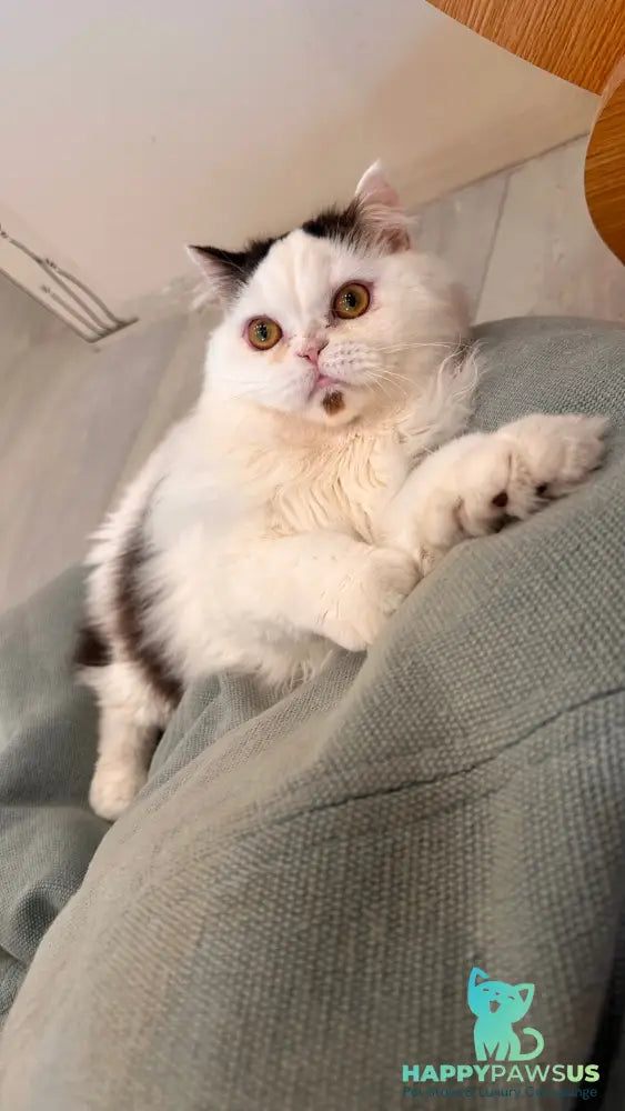 Eddi Scottish Straight male black tabby harlequin - live animals