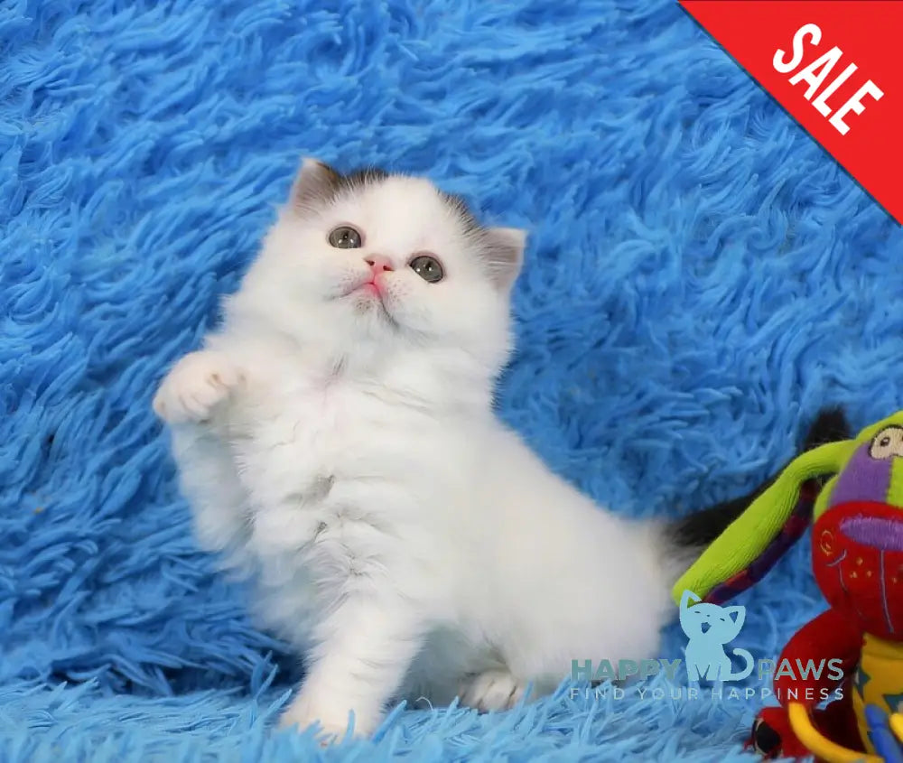 Eddi Scottish Straight male black tabby harlequin live animals