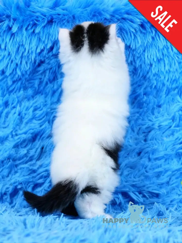 Eddi Scottish Straight male black tabby harlequin live animals