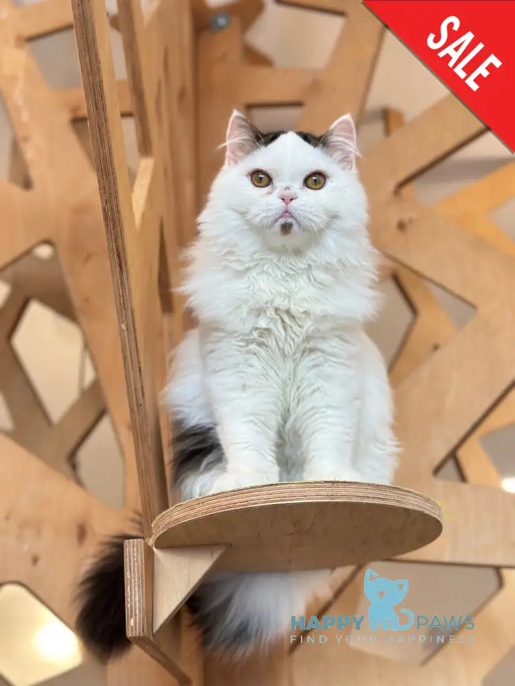 Eddi Scottish Straight male black tabby harlequin - live animals