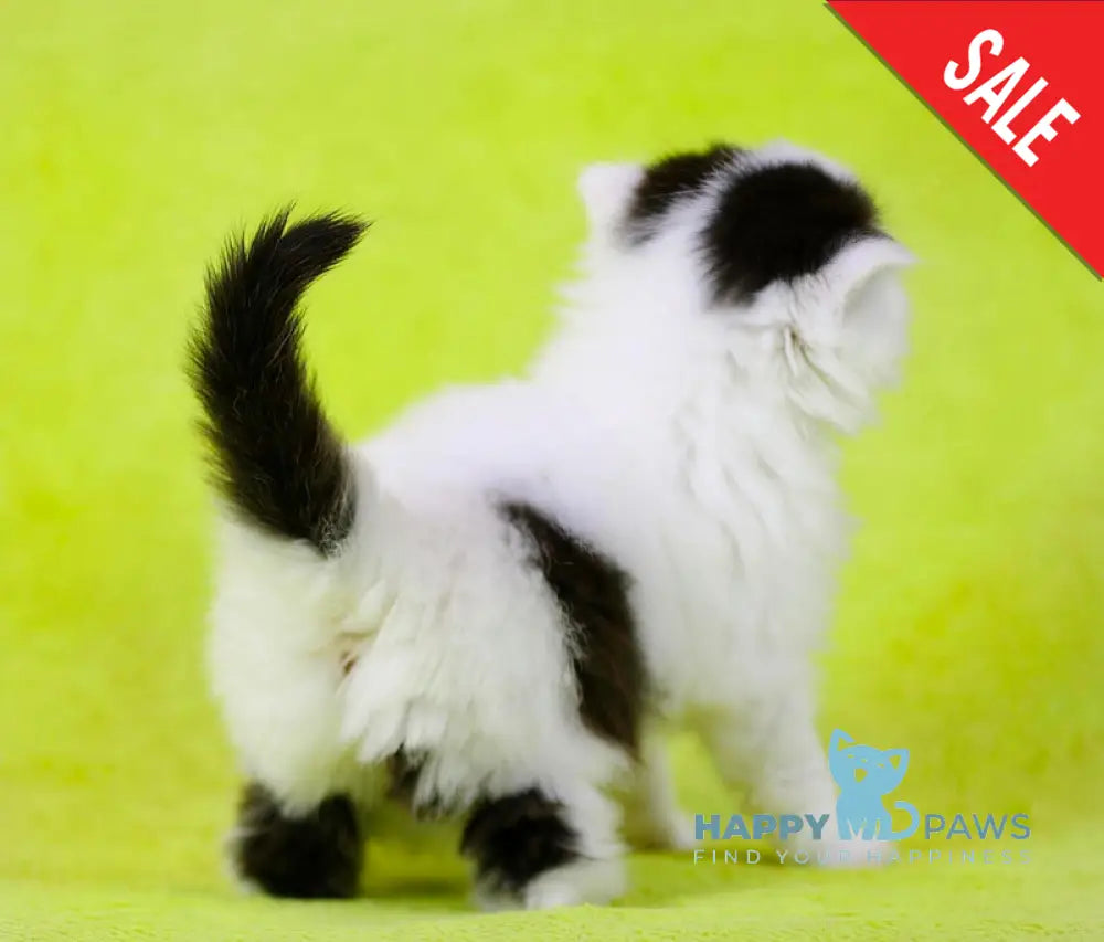Eddi Scottish Straight male black tabby harlequin live animals