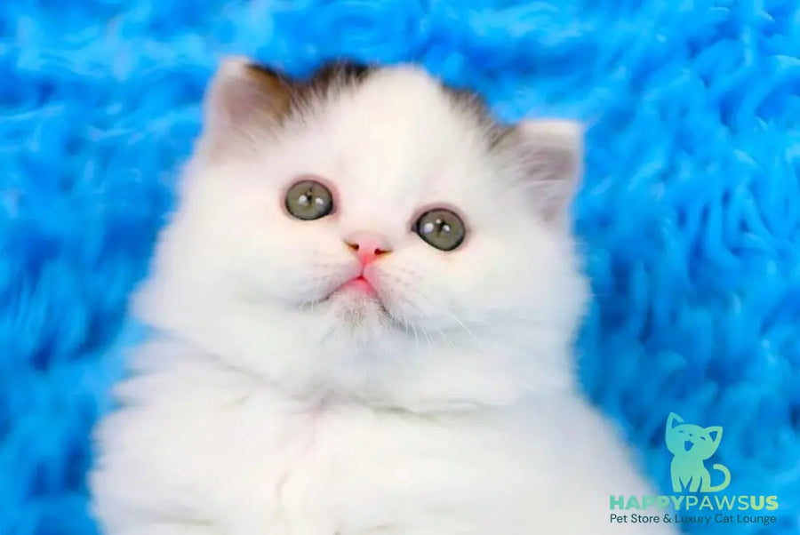 Eddi Scottish Straight male black tabby harlequin live animals