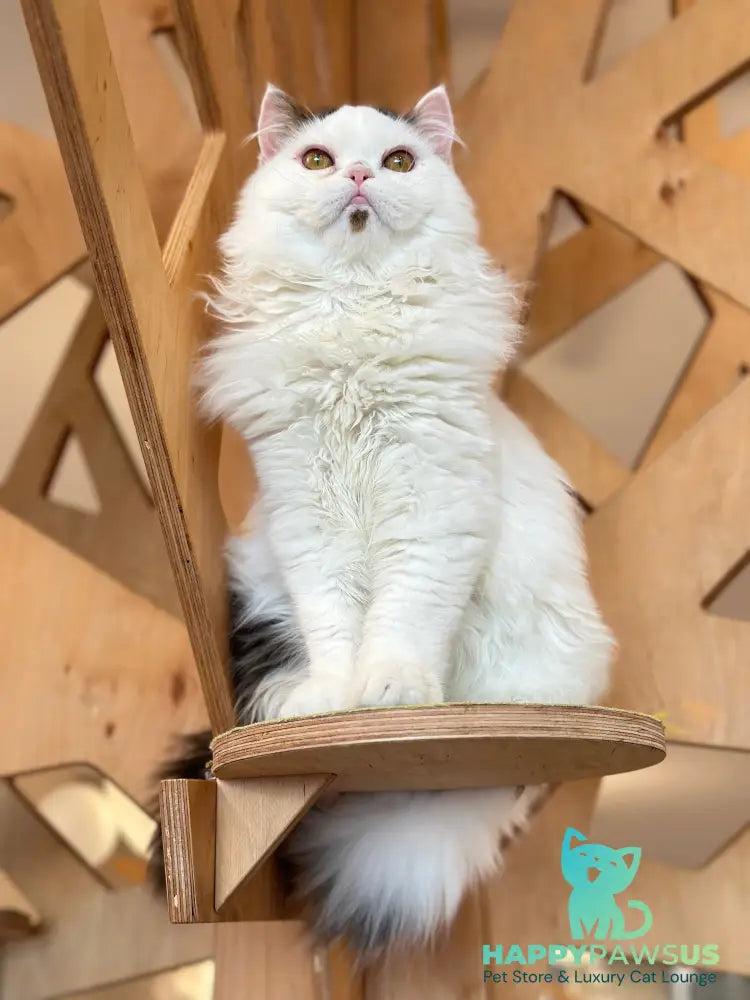 Eddi Scottish Straight male black tabby harlequin - live animals