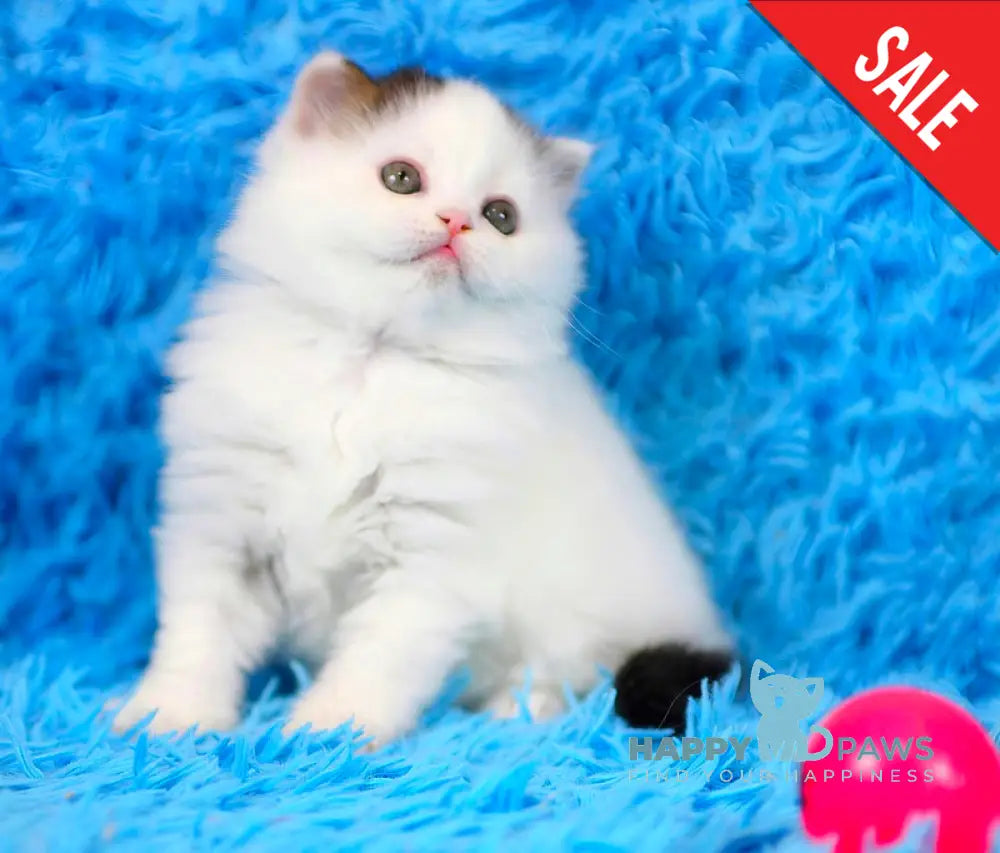Eddi Scottish Straight male black tabby harlequin live animals