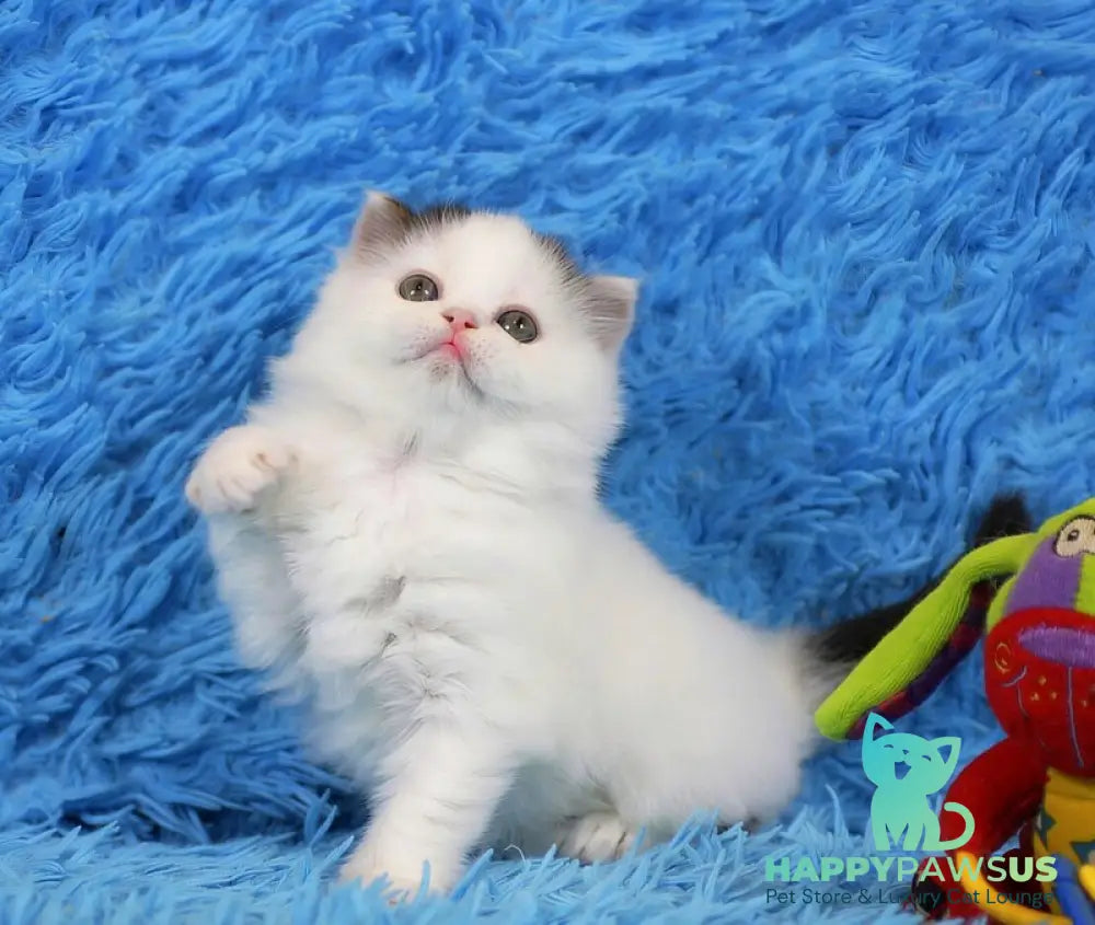 Eddi Scottish Straight male black tabby harlequin live animals