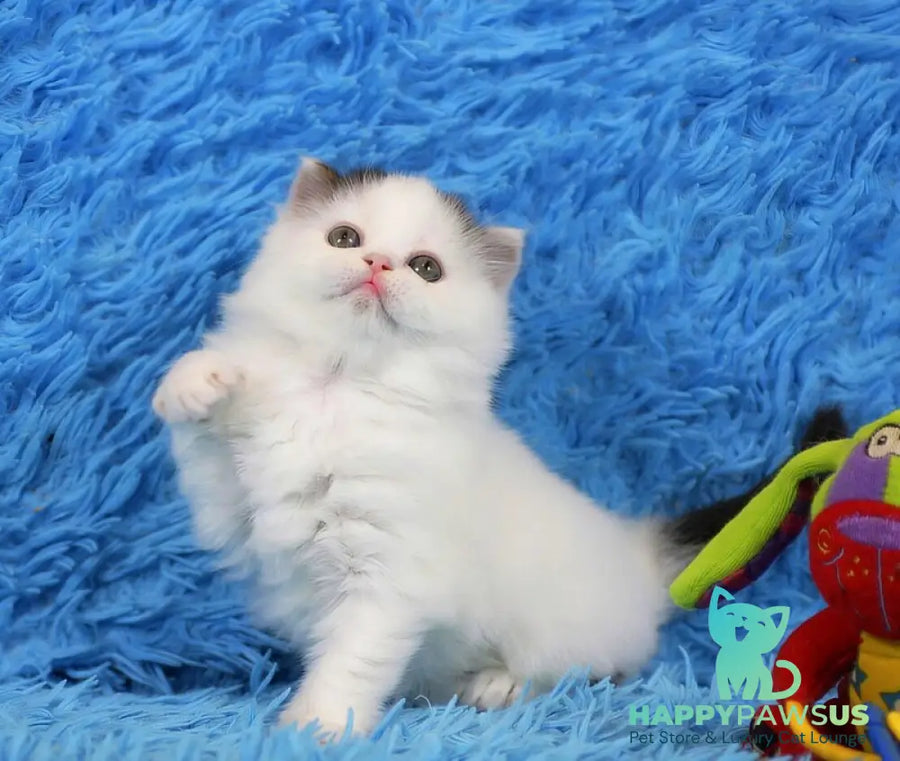 Eddi Scottish Straight male black tabby harlequin live animals
