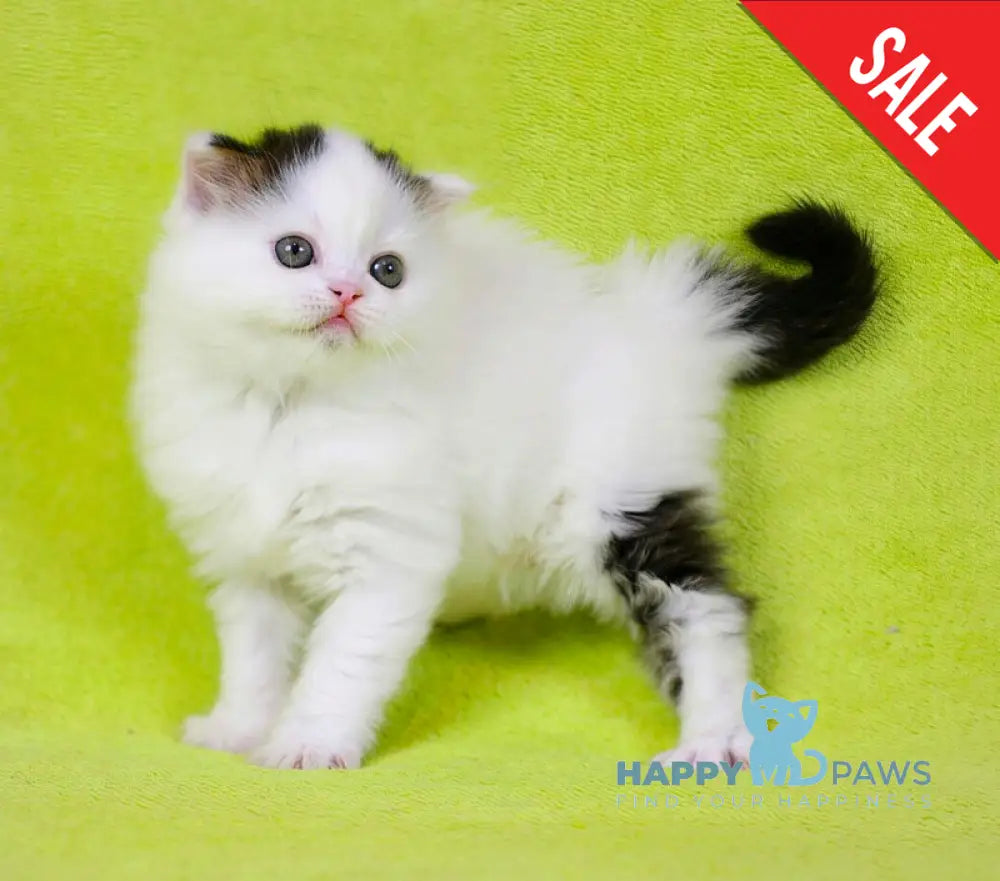 Eddi Scottish Straight male black tabby harlequin live animals
