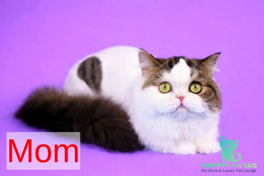 Eddi Scottish Straight male black tabby harlequin live animals