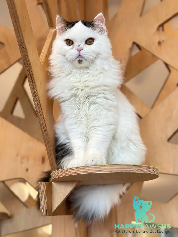 Eddi Scottish Straight male black tabby harlequin - live animals