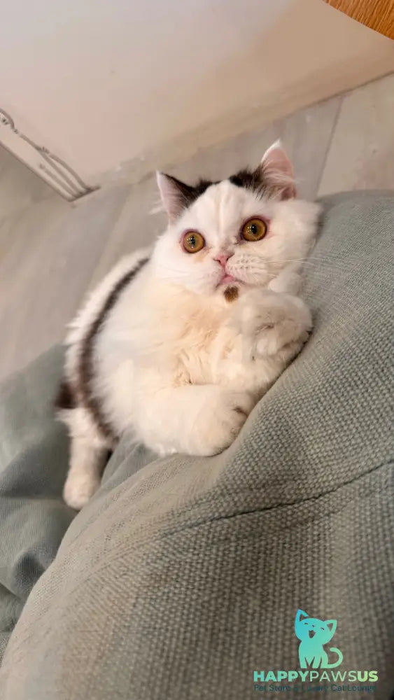 Eddi Scottish Straight male black tabby harlequin - live animals