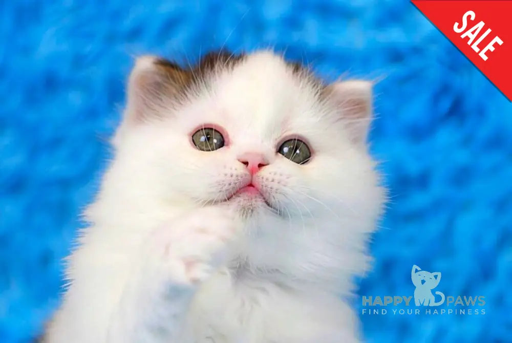 Eddi Scottish Straight male black tabby harlequin live animals