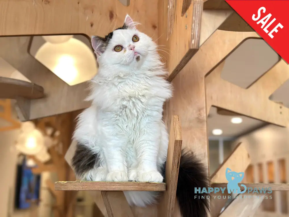 Eddi Scottish Straight male black tabby harlequin - live animals