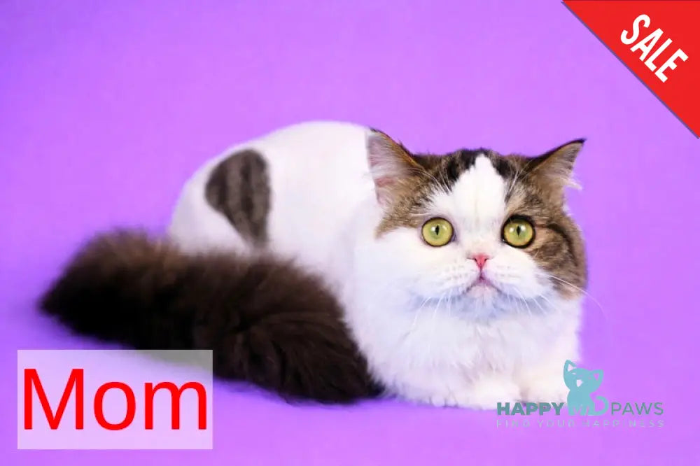 Eddi Scottish Straight male black tabby harlequin live animals