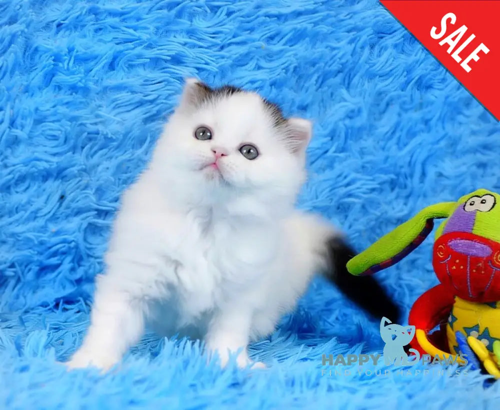 Eddi Scottish Straight male black tabby harlequin live animals