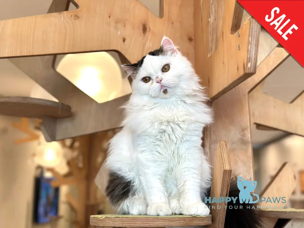 Eddi Scottish Straight male black tabby harlequin - live animals