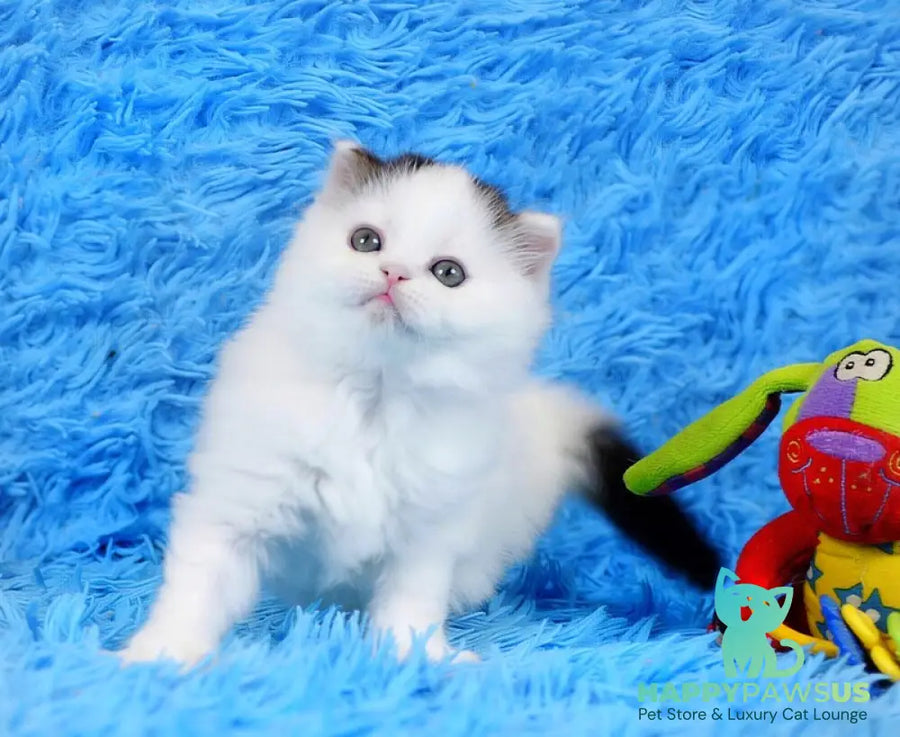Eddi Scottish Straight male black tabby harlequin live animals