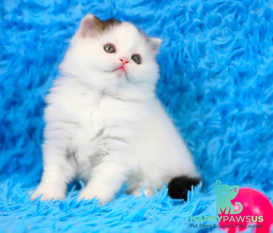 Eddi Scottish Straight male black tabby harlequin live animals