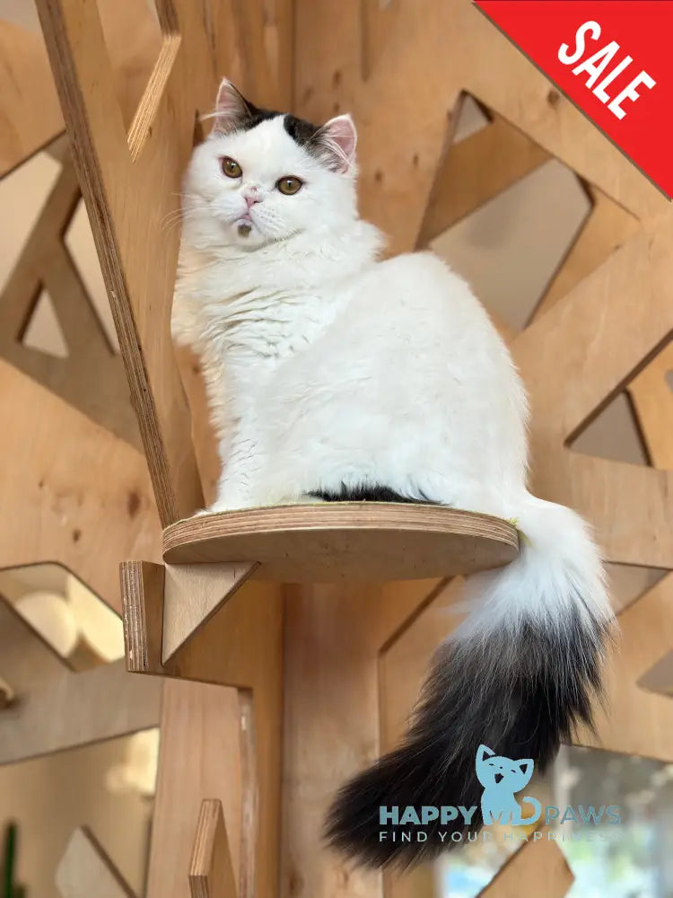 Eddi Scottish Straight male black tabby harlequin - live animals