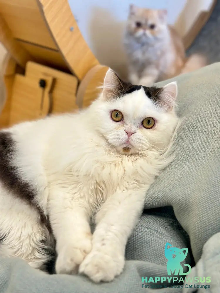 Eddi Scottish Straight male black tabby harlequin - live animals