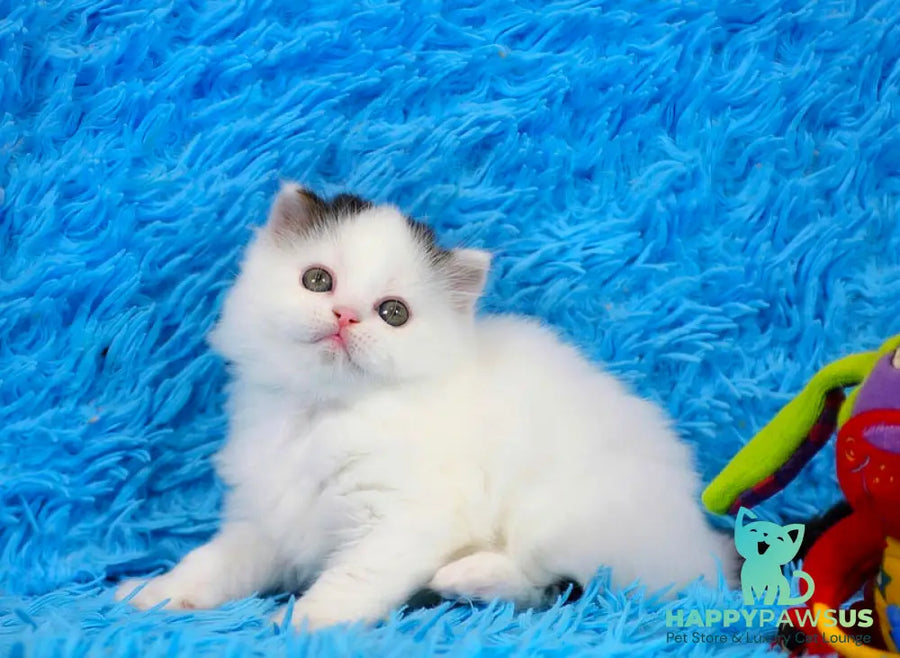 Eddi Scottish Straight male black tabby harlequin live animals