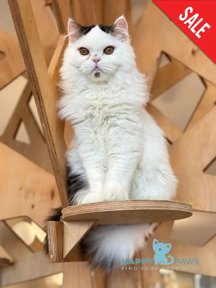 Eddi Scottish Straight male black tabby harlequin - live animals