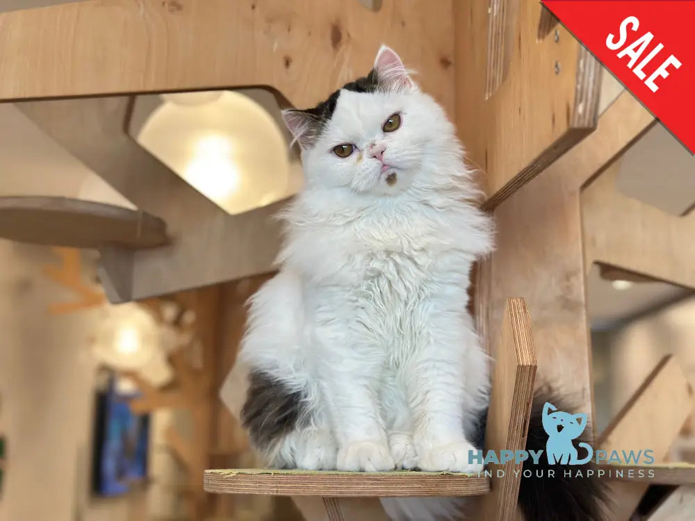 Eddi Scottish Straight male black tabby harlequin - live animals