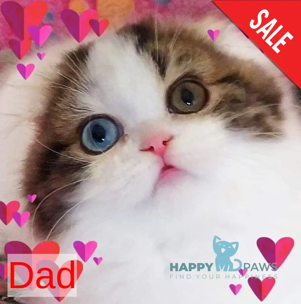Eddi Scottish Straight male black tabby harlequin live animals