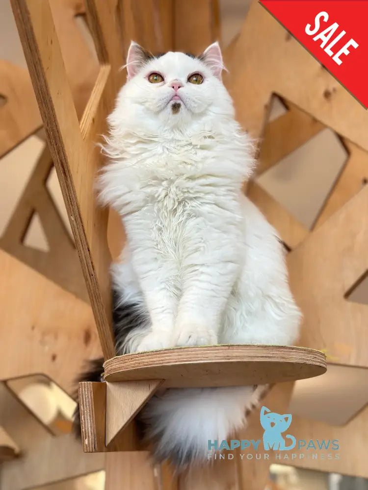 Eddi Scottish Straight male black tabby harlequin - live animals