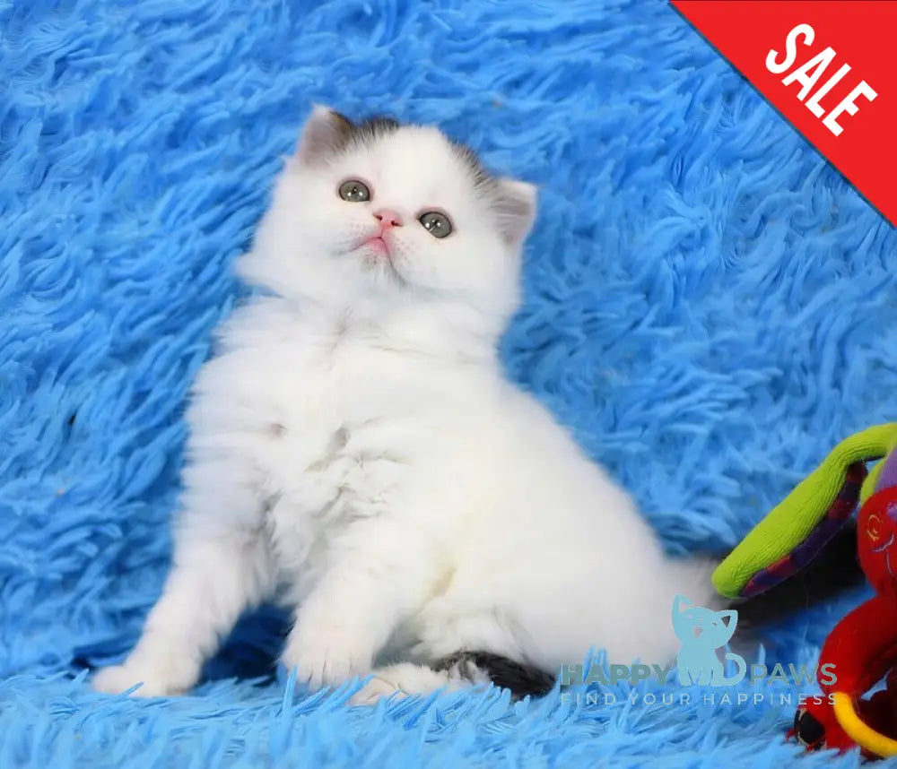 Eddi Scottish Straight male black tabby harlequin live animals