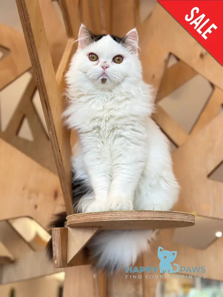 Eddi Scottish Straight male black tabby harlequin - live animals