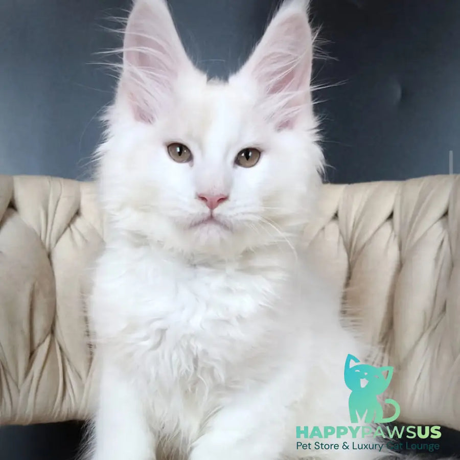 Eddie Maine Coon male red silver - live animals